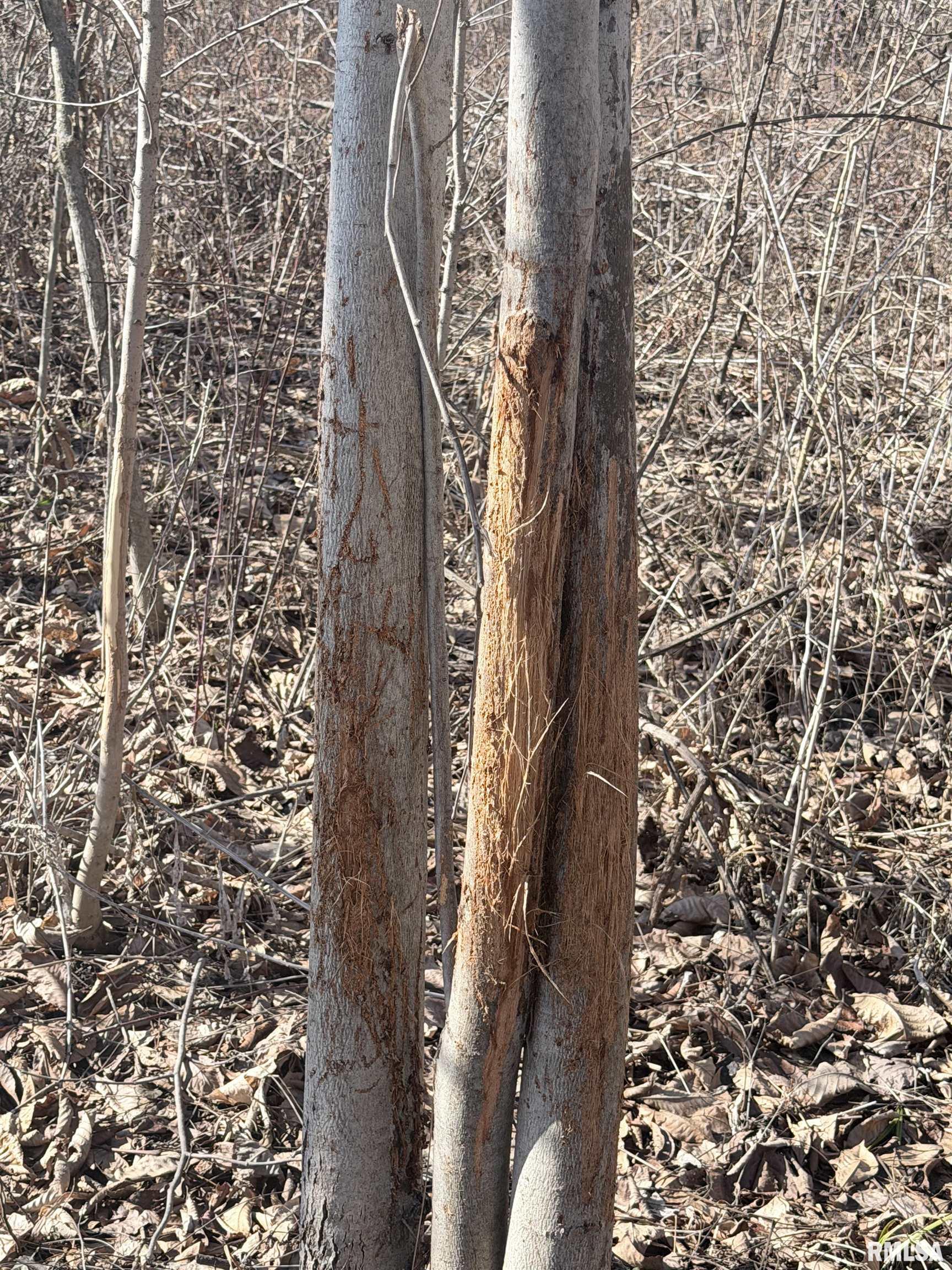 4215-4123 925th Street Paris IL